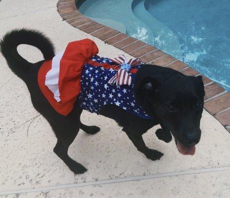 Star Spangled dress; secured via velcro straps, also comes with leash ring attached