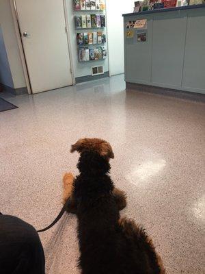 Waiting for the vet