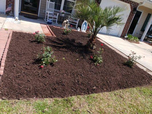 Mulch, palm tree roses