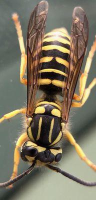 Amazing still shot of a Southern Yellow Jacket taken by our Field Supervisor Nicholas!