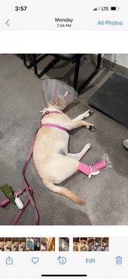 My dog after surgery at the emergency veterinarian on the evening of 10/3.