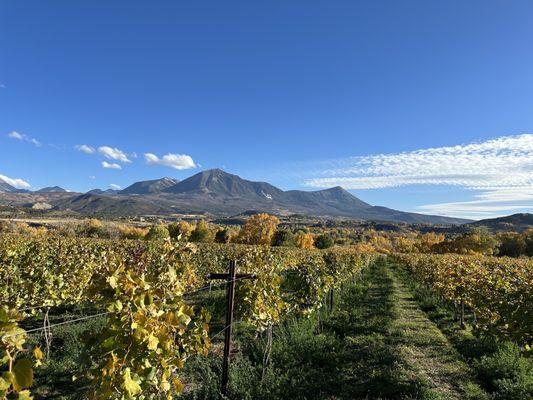 After Harvest.. beautiful fall color