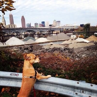 Former Secondhand Mutt, Norma Jean, looking out over her city.