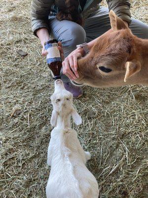 Hope Springs Dairy