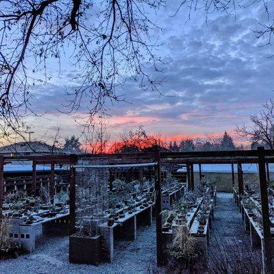 Sunset over the garden