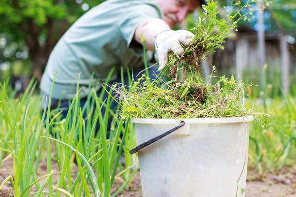 Weed removal services