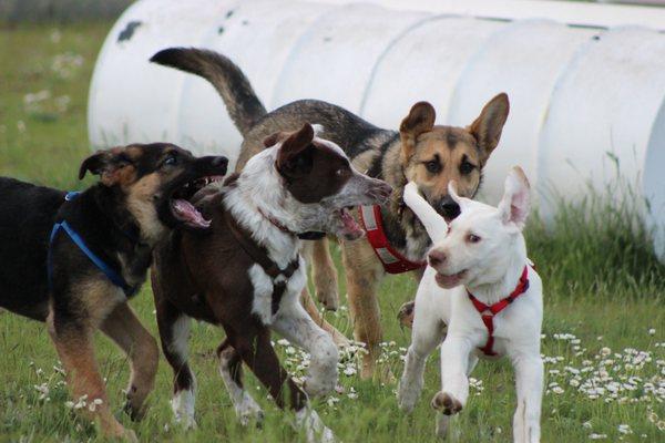 Puppy play is part of every puppy class!