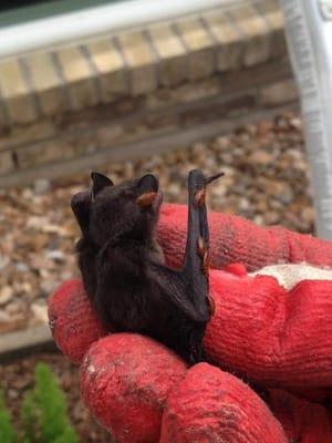 Removed these Bats from an Attic,  we found Bedbugs feeding on them!    Never seen before