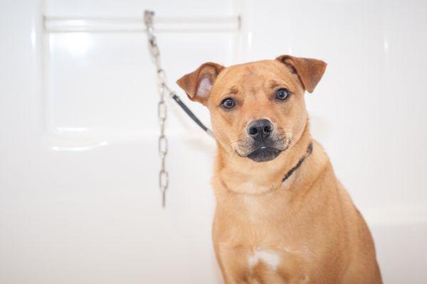 Riley Ready For His Bath