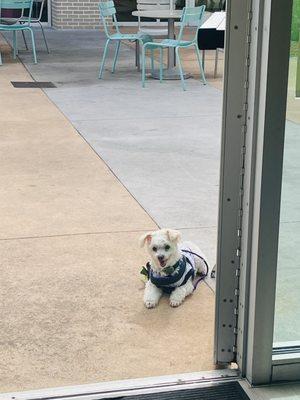 SantaPaws waiting outside store front while I order