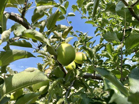 Cook's Orchard