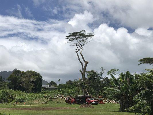 Large albizia Removal in waihole