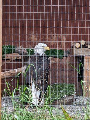 Alaska Wildlife Conservation Center