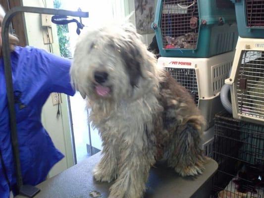 Travis
English SheepDog 
Rescue October 2014
Before Doggy Styles