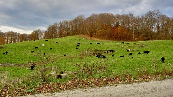 The pasture at Burtt's