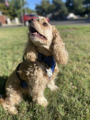 Bella at the park.