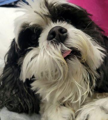 Bandit is ready for his nail trim with his favorite Vet.