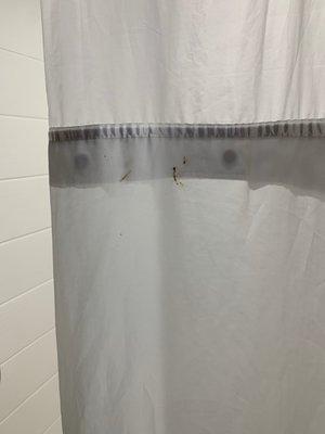 Dirty shower curtain