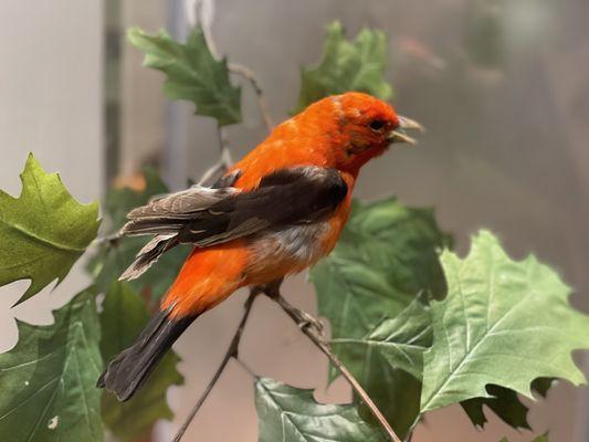 Scarlet Tanager