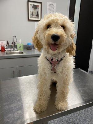 My puppy emmie (in need of a haircut) at the vet!