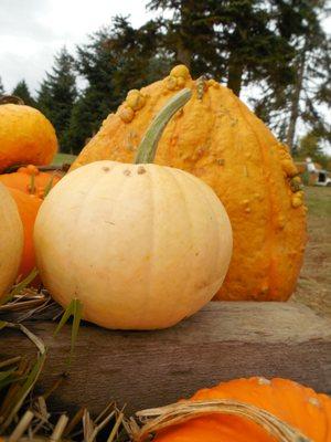 Suyematsu Farm, Bainbridge Island