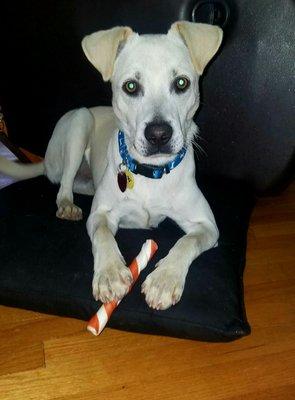 A happy healthy dog... Thanks to Groton/Ledyard Veterinarian!