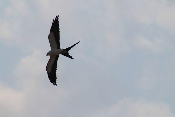 Swallow-tailed kite