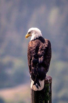 The bald eagles line up on the posts during spawning season. July 2022.