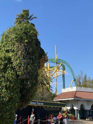 Cheetah hunt at Busch Gardens