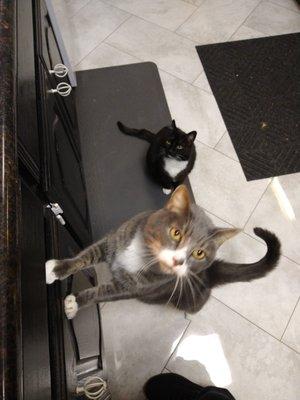 2 of my cats getting ready to get their treats:)