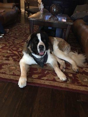 Tucker the well-behaved St. Bernard