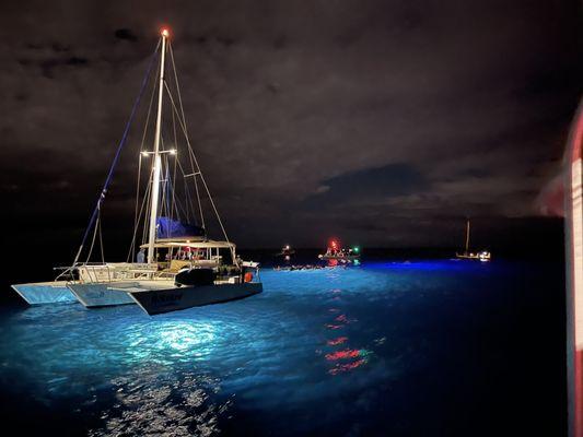 Night dive with the Mantas.