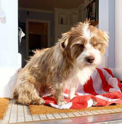 A clean rescue dog!