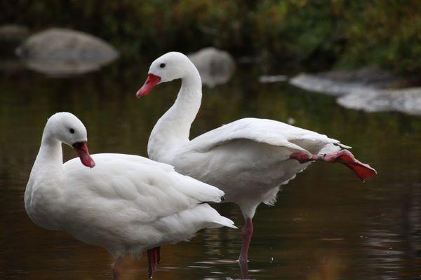 Coscoroba Swans