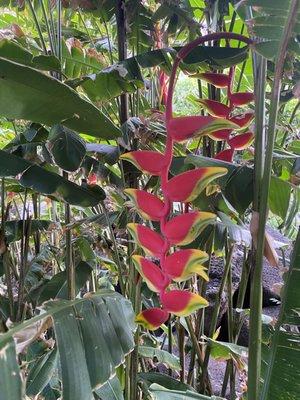 Native Hawaiian Plants