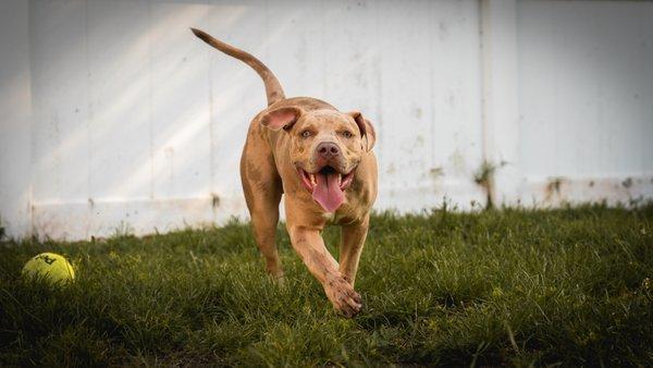 Canine Linguistics Dog Training