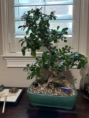 my bonsai after it was repotted :)