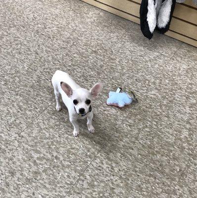 Luna was welcomed to come into the store in order to pick out her own toys, bedding and snacks!