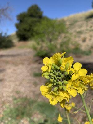 Wild Radish @Hellyer Park 03.06.22