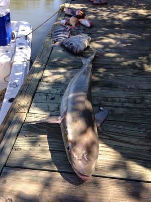 Cobia and snapper!!! Yummy:)