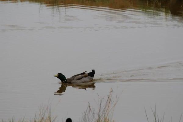 Male Rouen duck bought at First Monday. They resemble Mallards but are a larger breed.