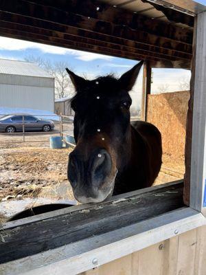 Horse in a stall