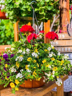 Galveston Gardens Nursery & Florists