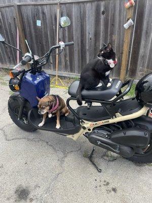 My slowest bike brings the family so much joy. Thanks, Century motorcycles.