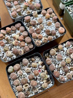 Lithops aucampiae 'Kuruman Form'