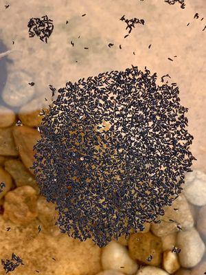 Water springtails