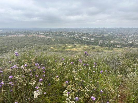 Rancho La Costa Preserve