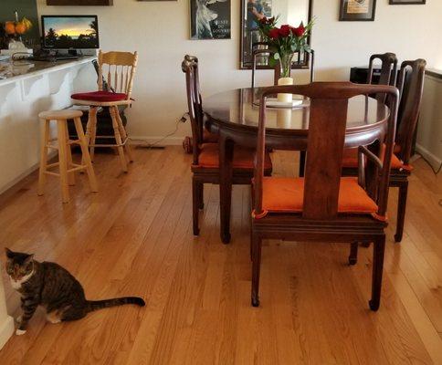 New Red Oak floor in the dining room.