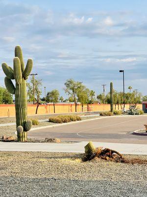 The scene I see each morning at my work. Monsoon took out our beautiful Palo Verde tree, unfortunately, hence the stump.