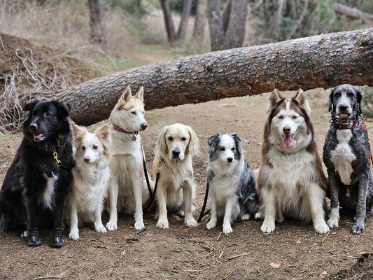 Another lovely California winter with the pack!